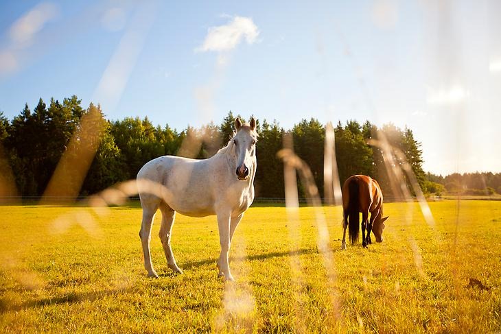 Hästar som betar i en hage i solljus.
