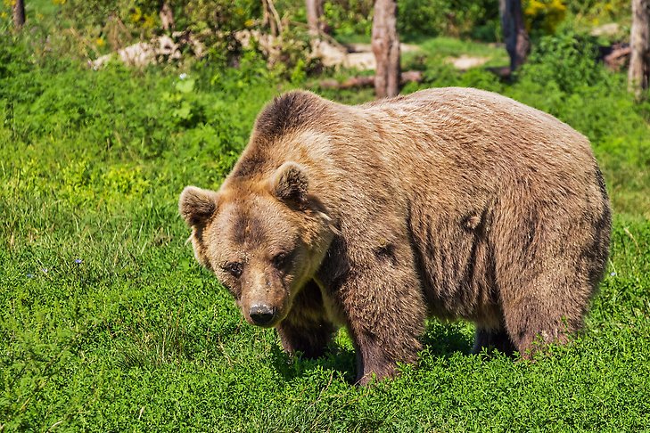 En brun björn som står i blåbärsris.